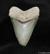 Beautiful In Bone Valley Megalodon Tooth #542-1